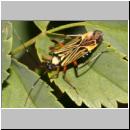 Miris striatus - Weichwanze 01.jpg